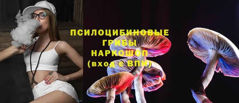 Псилоцибиновые грибы Psilocybe  blacksprut как войти  Гдов 